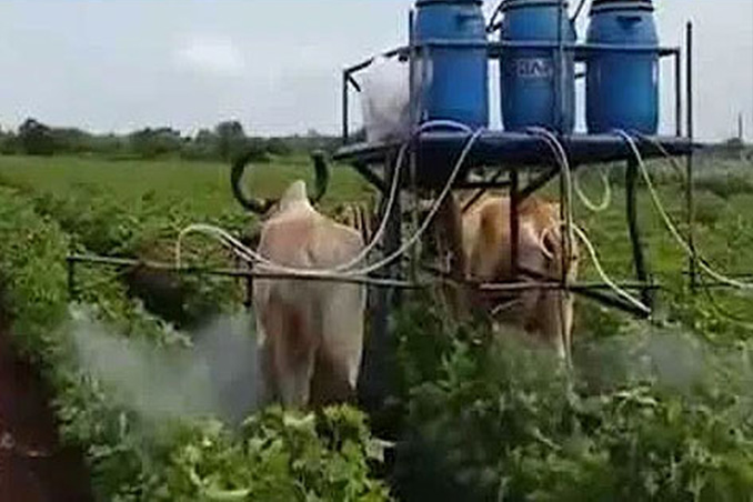 Spraying With Bullocks